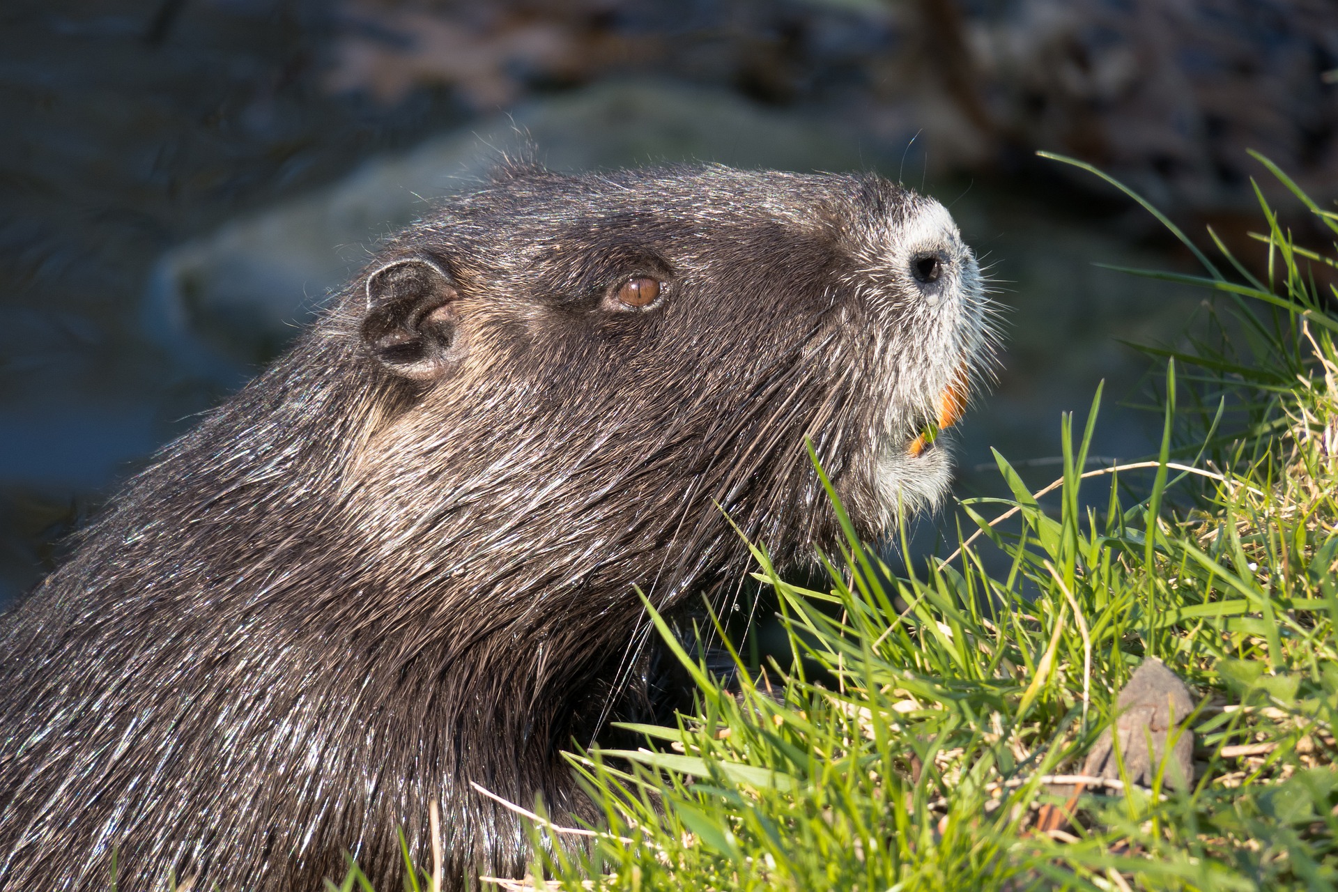 Lutte contre les rongeurs aquatiques envahissants