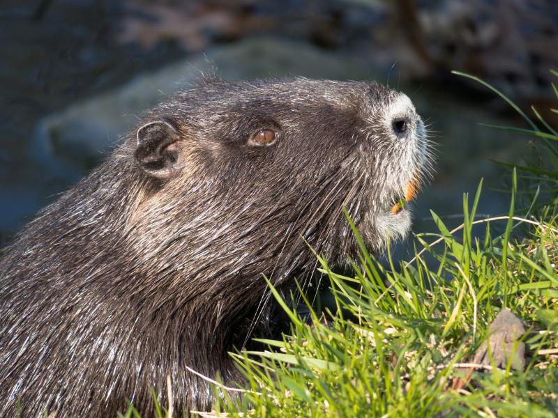 Lutte contre les rongeurs aquatiques envahissants